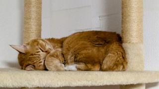 �F�X�Ȑ��i