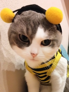 �t�u���u��