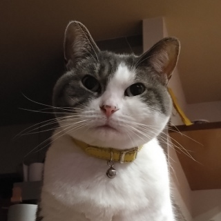 �����ł���