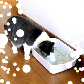 �����̍���g���b�v