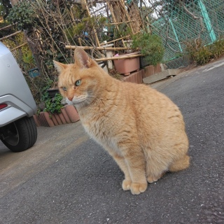 �L���[�L����i�D�����I