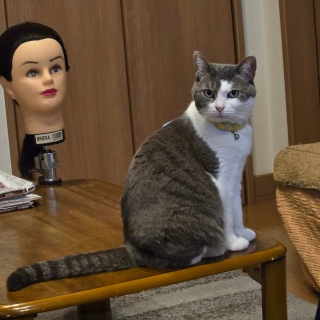 ���ʏ��Ȃ߂̉摜