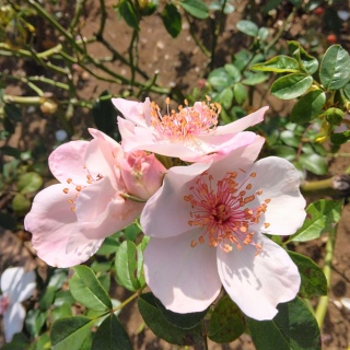 �H�o���̋G��🌹